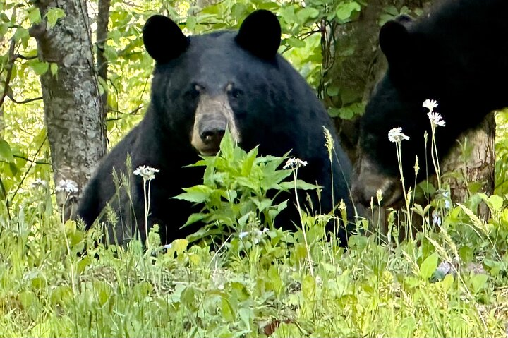 Private Boutique Blue Ridge Parkway Full Day Tour - Photo 1 of 25